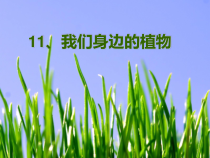 美术【人美版】（杨力）四年级下册《第12课 我们身边的植物》PPT课件5