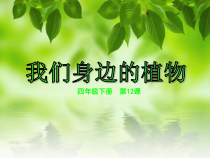 美术【人美版】（杨力）四年级下册《第12课 我们身边的植物》PPT课件4(1)