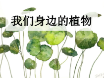 美术【人美版】（杨力）四年级下册《第12课 我们身边的植物》PPT课件6