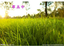 美术【湘美版】四年级上册《5. 草丛中》PPT课件7