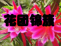 美术【湘美版】四年级下册《6. 花团锦簇》PPT课件4