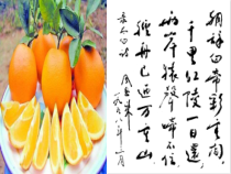 美术【湘美版】四年级下册《12. 色彩取样》PPT课件1(1)
