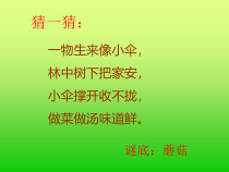 美术【浙人美版】一年级下册《18 蘑菇家园》PPT课件2