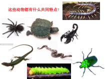 美术【浙人美版】一年级下册《19 奇妙的昆虫》PPT课件3(1)