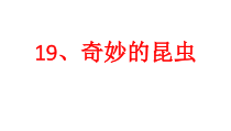 美术【浙人美版】一年级下册《19 奇妙的昆虫》PPT课件1(1)