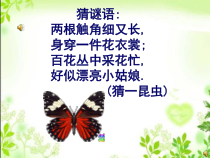 美术【浙人美版】二年级下册《5 折剪蝴蝶》PPT课件9