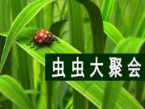 美术【浙人美版】四年级下册《17 虫虫大聚会》PPT课件2