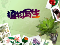 美术【浙人美版】五年级下册《11 植物写生》PPT课件5(1)