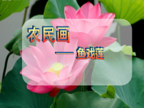 美术【浙人美版】五年级下册《18 映日荷花别样红》PPT课件4
