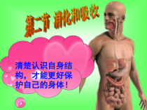消化和吸收人教版课件