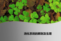 消化系统解剖及结肠解剖及生理课件