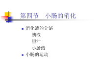 小肠的消化课件