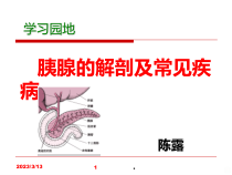 学习_胰腺的解剖及常见疾病课件