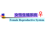 组织胚胎学女性生殖系统课件