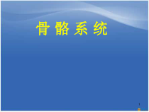 骨骼系统医学课件