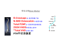 医学骨标志物临床应用教学课件