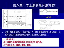第五讲肾上腺素受体药课件