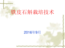 第五章全草类药材栽培技术铁皮石斛栽培技术课件