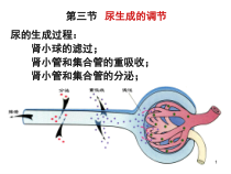 级药学本科泌尿课件