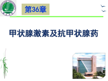 甲状腺激素与抗甲状腺药课件