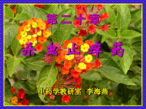 杀虫止痒药课件