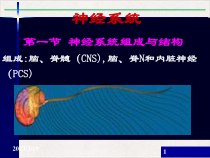 神经系统药学课件完整版