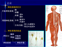 神经系统药学课件