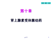 肾上腺素受体激动药-课件