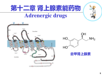 十二肾上腺素能药物课件