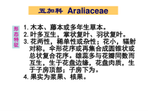 生药学五加科课件