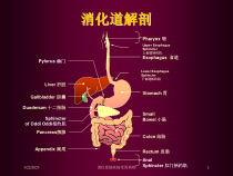 消化系统疾病常用药物培训课件