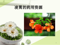 凌霄的药用资源课件