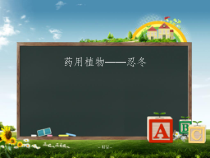 忍冬药用植物课件