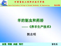 羊的驱虫和药浴课件