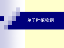 药用植物学-第14章-单子叶植物纲课件