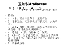 药用植物学-五加科和伞形科课件