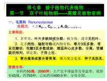 药用植物学课件_被子植物代表植物一