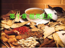 药用植物学与生药学第十章根类生药1课件