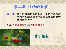 药用植物学与生药学_04根课件
