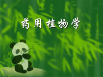 药用植学课件