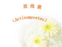 药真菌学与放线菌课件