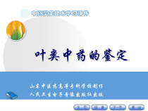 -叶类中药的鉴定解析课件