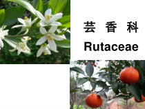 药用植物学-芸香科完整课件