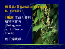 中药材何首乌简介课堂课件