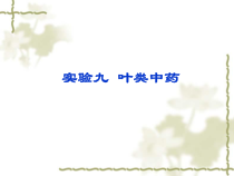 中药鉴定实验9-叶类中药论述课件