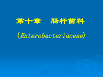 医学微生物学-第10章-肠杆菌科课件