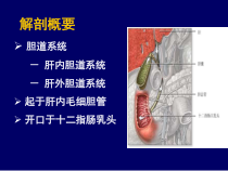 胆道系统疾病医学课件