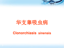 肝吸虫病医学课件
