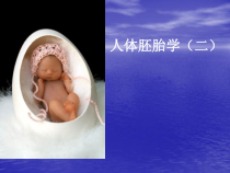 双胎畸形颜面消化呼吸系统发生医学课件