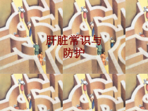 医学肝脏常识与防护培训课件